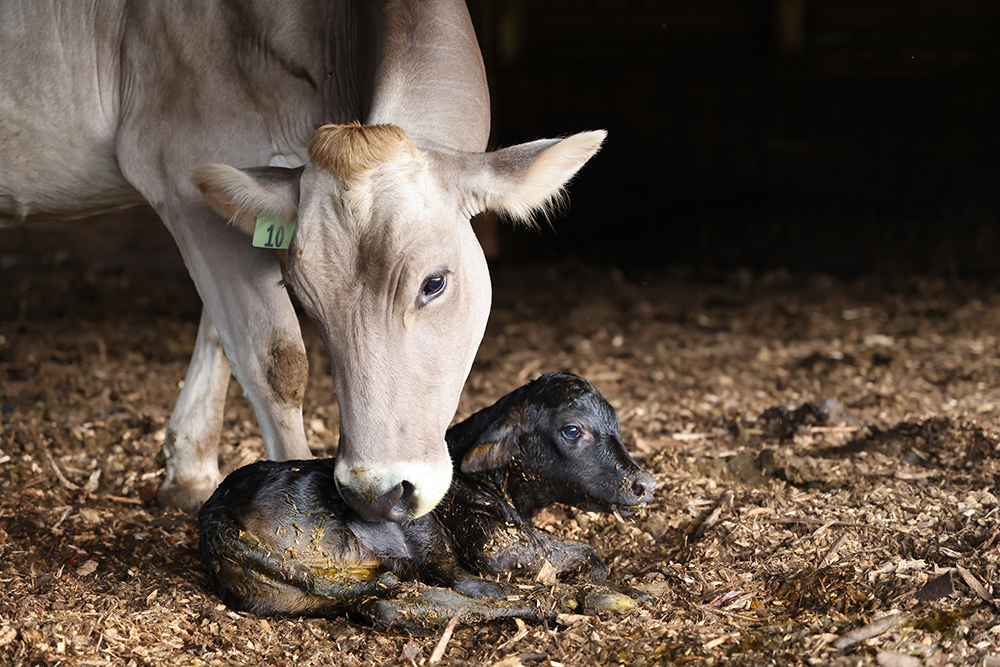 cow nuzzling her newborn calf that lying down in the hay bedding