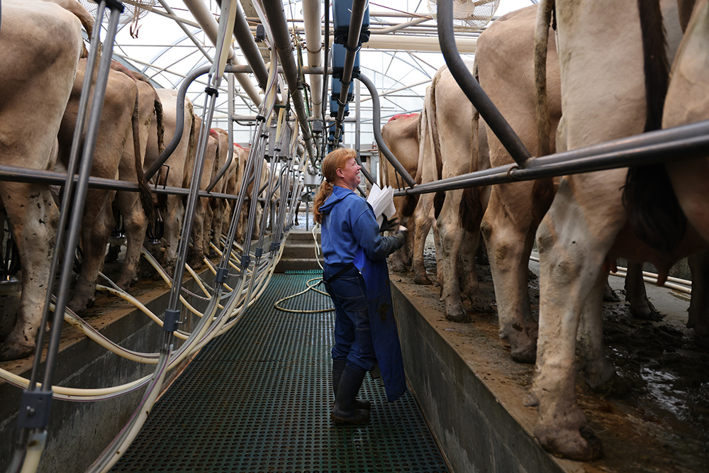 Cows are lined up on both sides of a milking parlor. A milker in rubber bib stands in pit between them wiping a cow's udder clean.