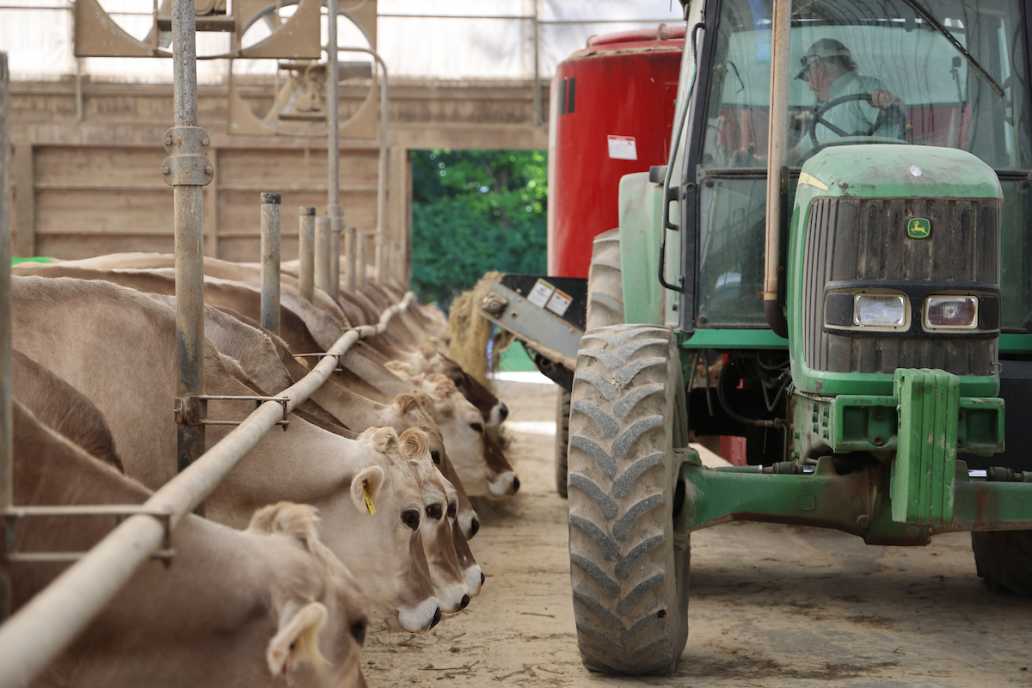 A row of cows in a barn with a person driving a John Deere tractor dispensing feed.