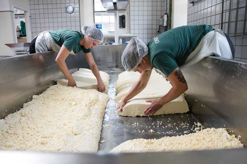 Two cheesemakers are processing large batches of cheese curds in a stainless steel vat. They are wearing aprons and hairnets.