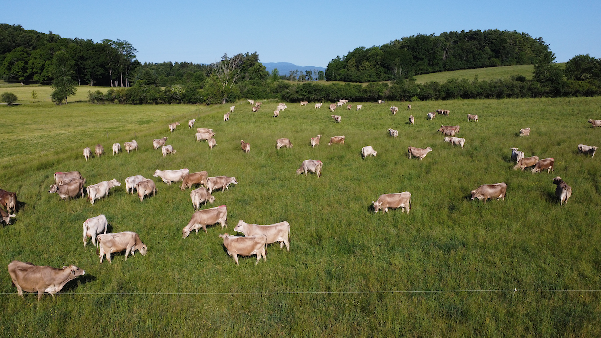 aerial view of a pasture full of brown cows