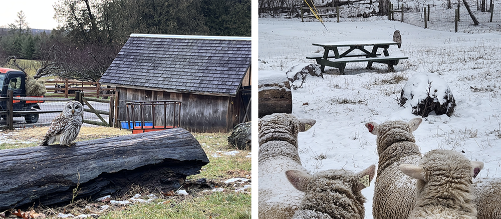 two photos: barred owl sits on large log with goat shed in the background, and barred owl sits on top of a snowy picnic table while a small herd of sheep stars at it