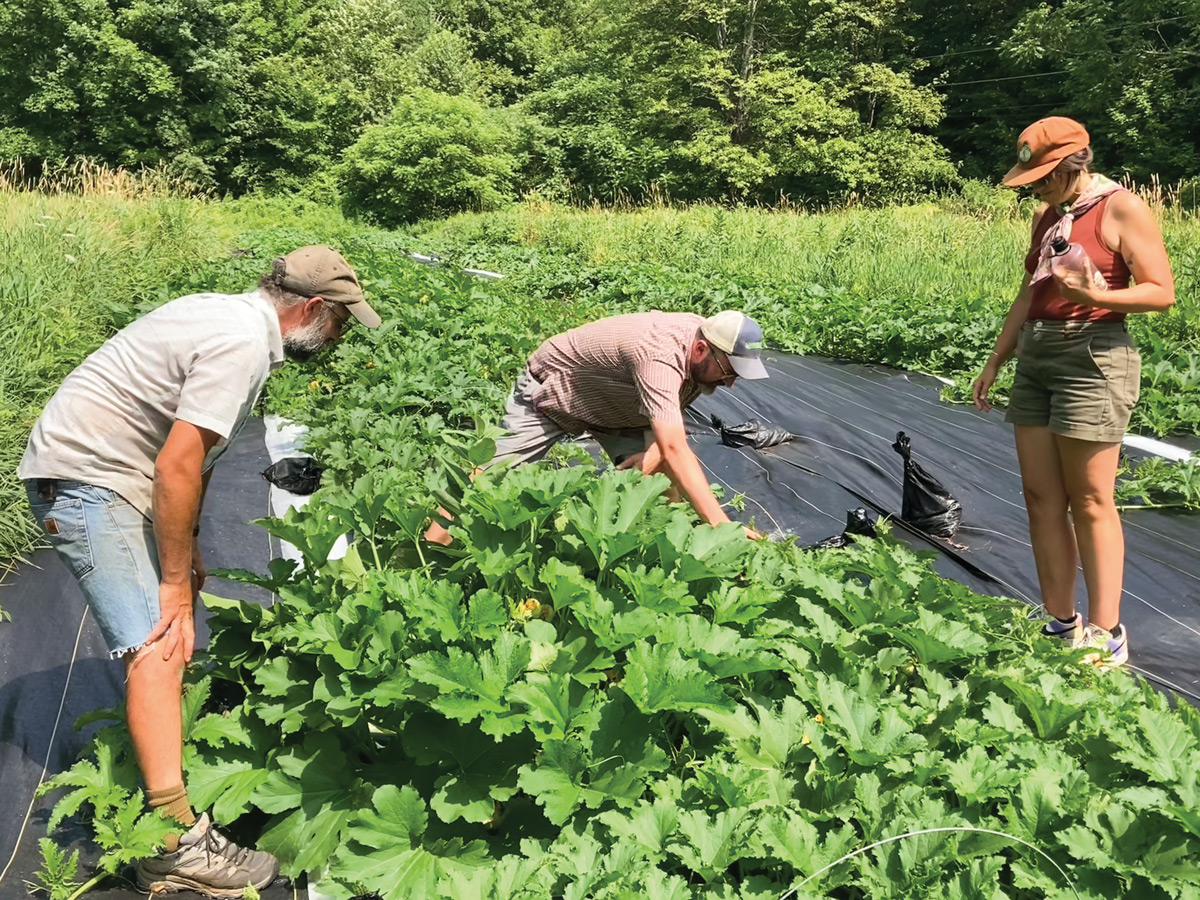 Three individuals tending to a lush squash garden.