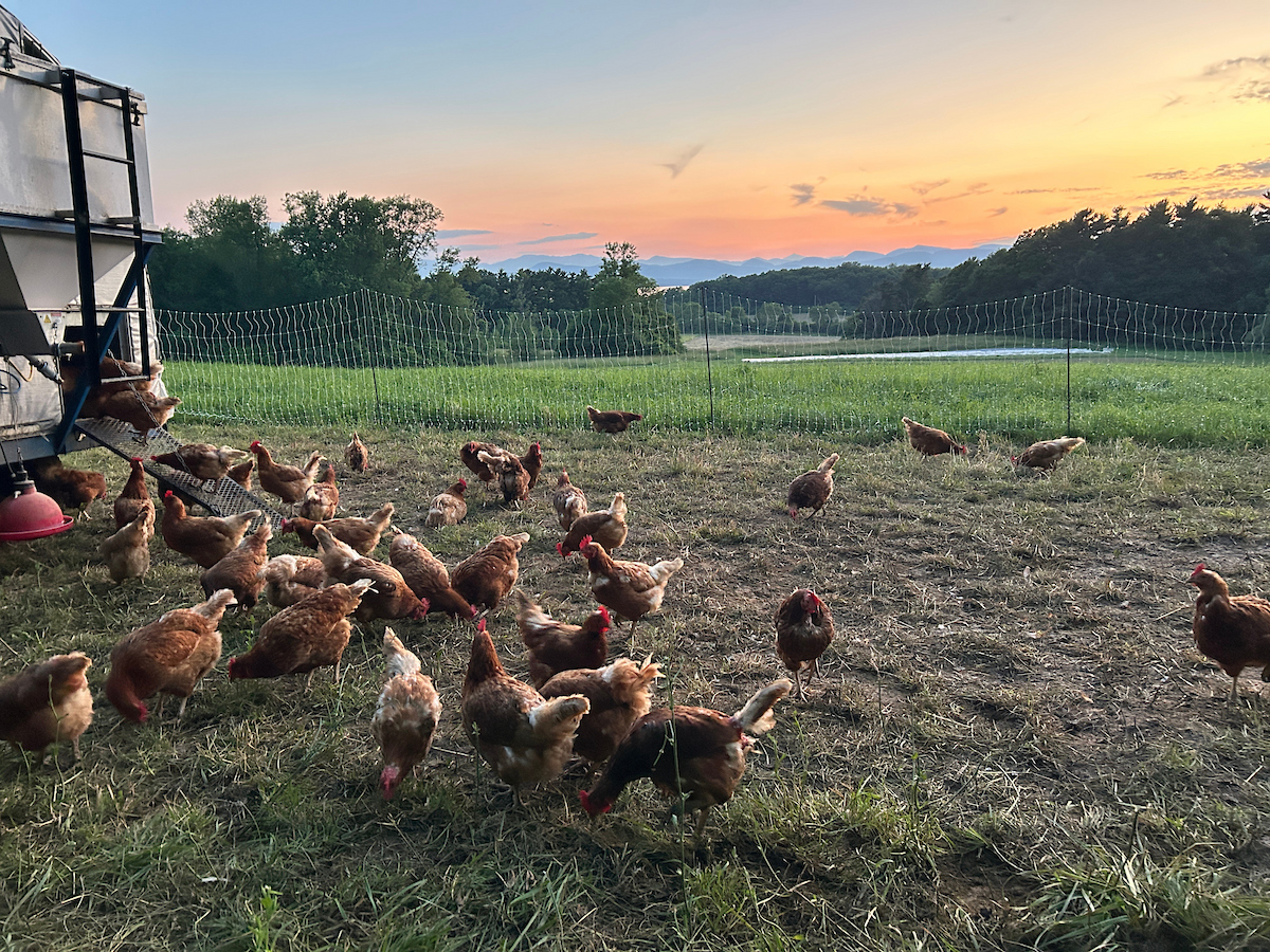 chickens on pasture surrounded by electric fence, with the sun setting in the distance behind mountains.