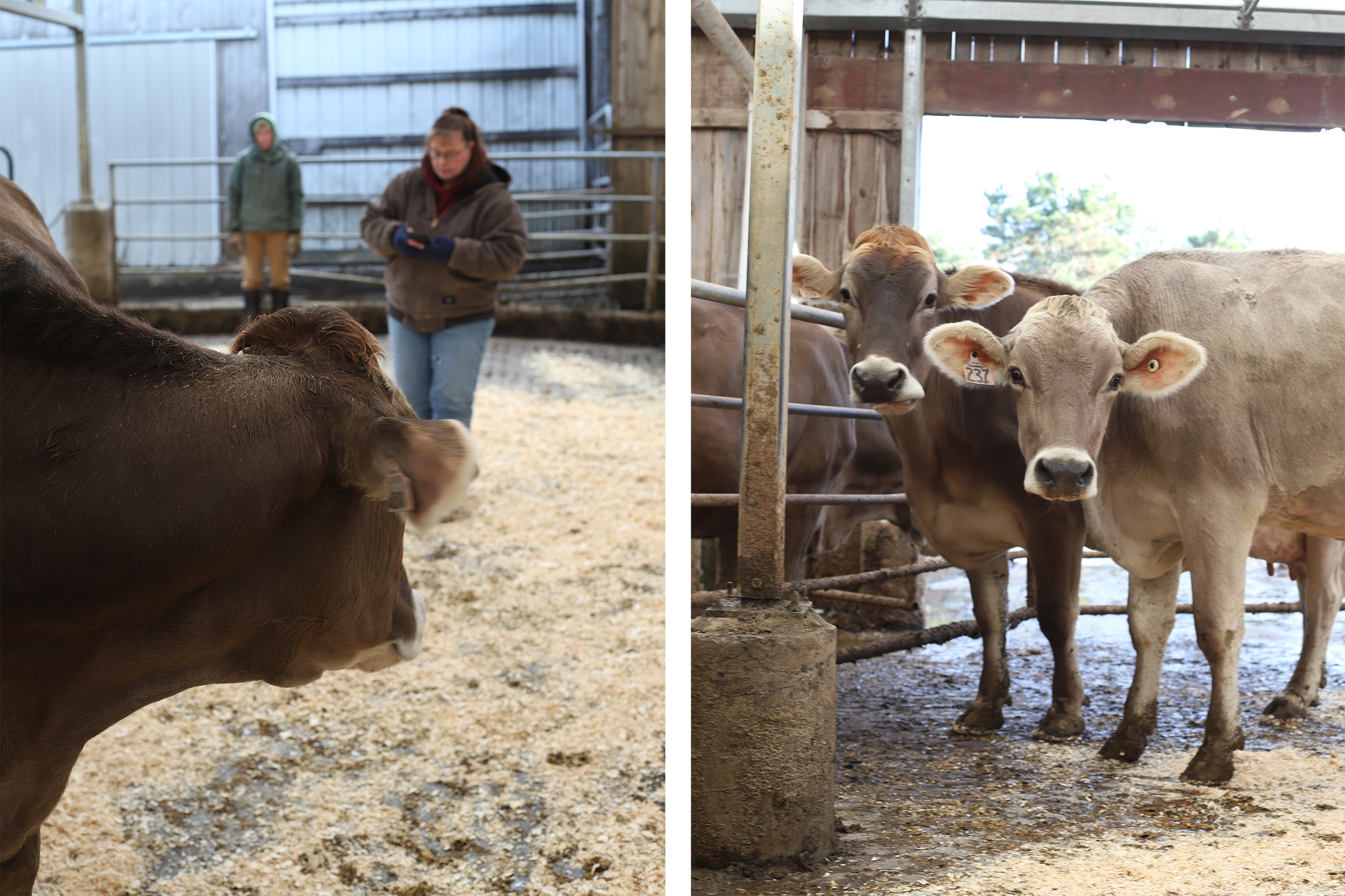 Two photos: cow staring behind her at woman; closeup of two cows staring at camera