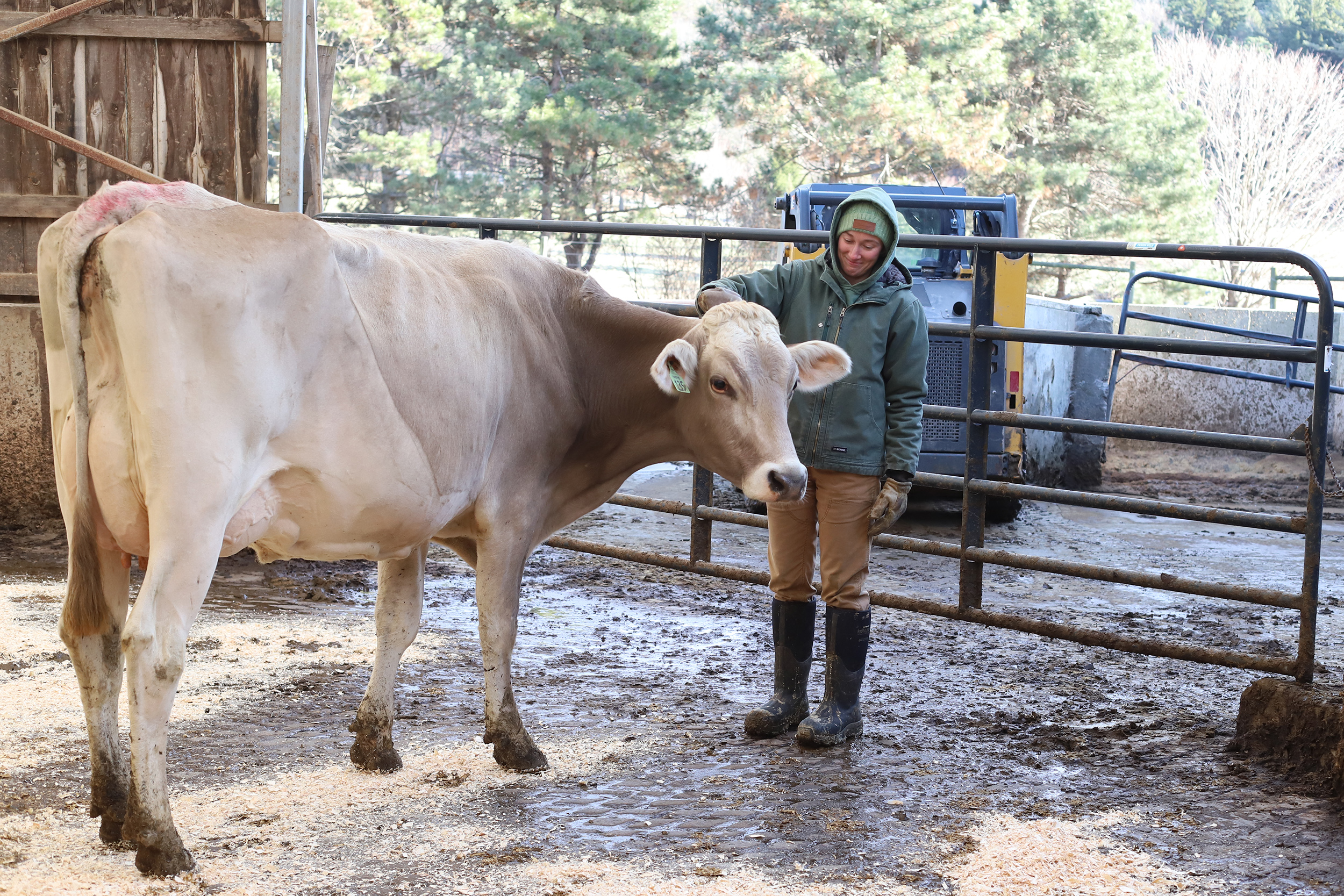 woman scratches the head of a brown swiss cow