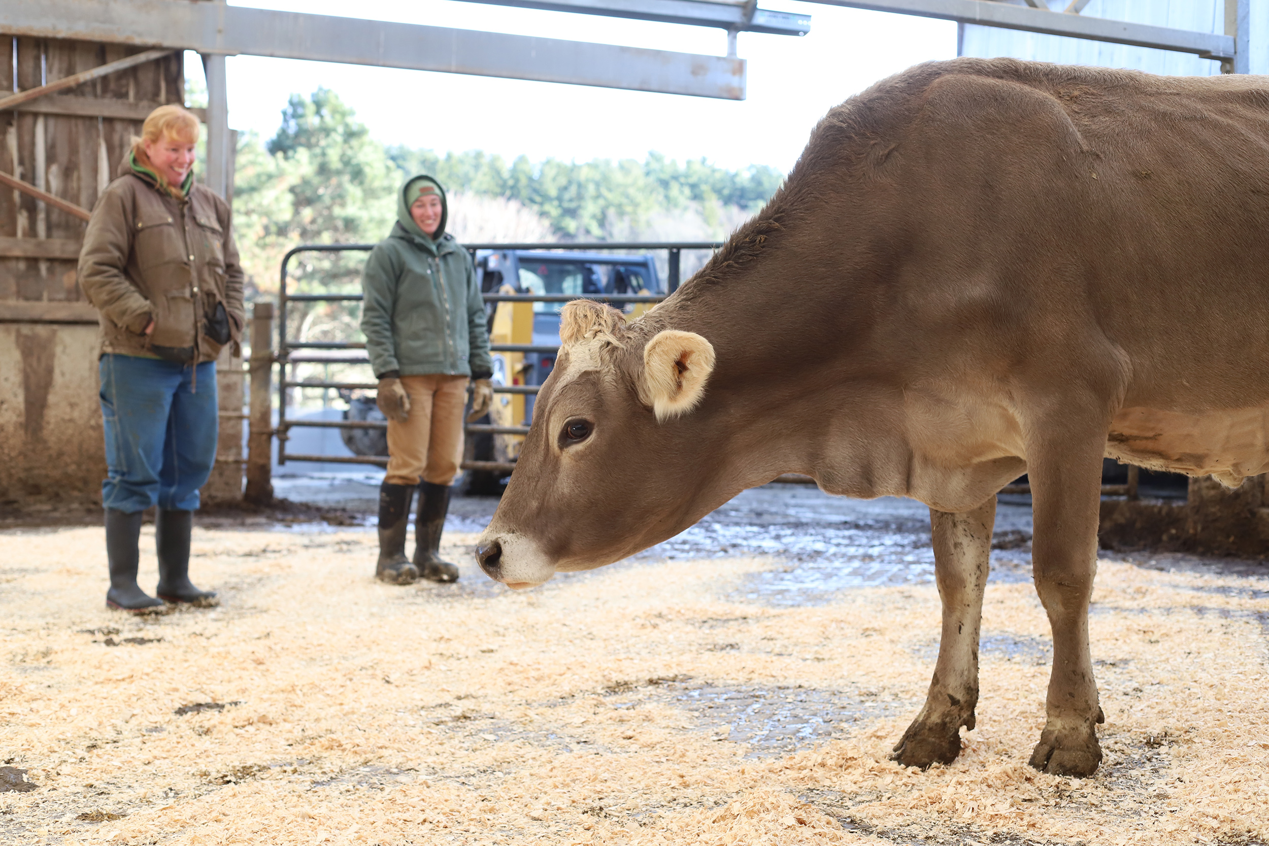 Brown Swiss cow in foreground; two dairy staff in the background smiling at the cow