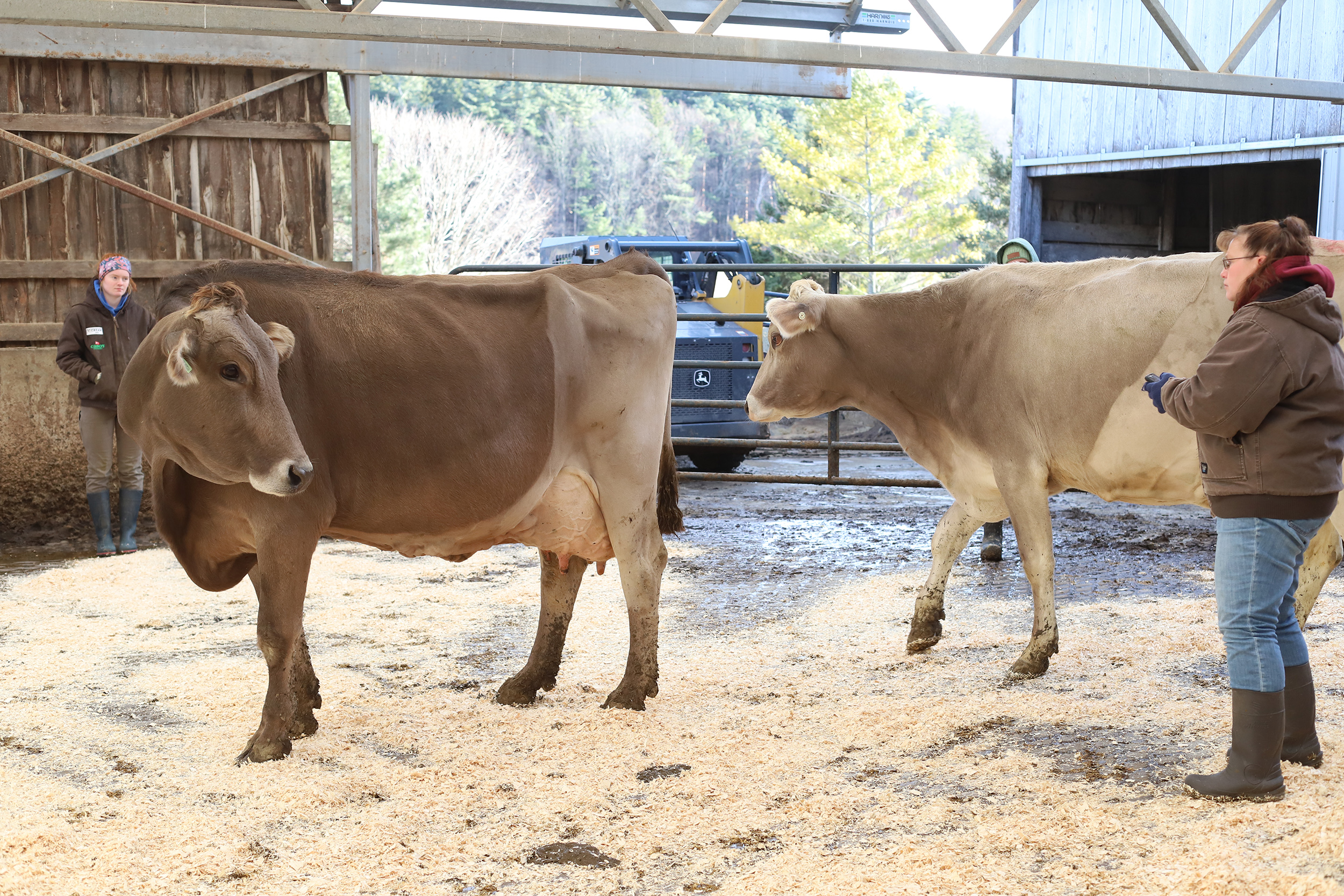 woman standing behind two brown swiss cows and one cow is looking back at her