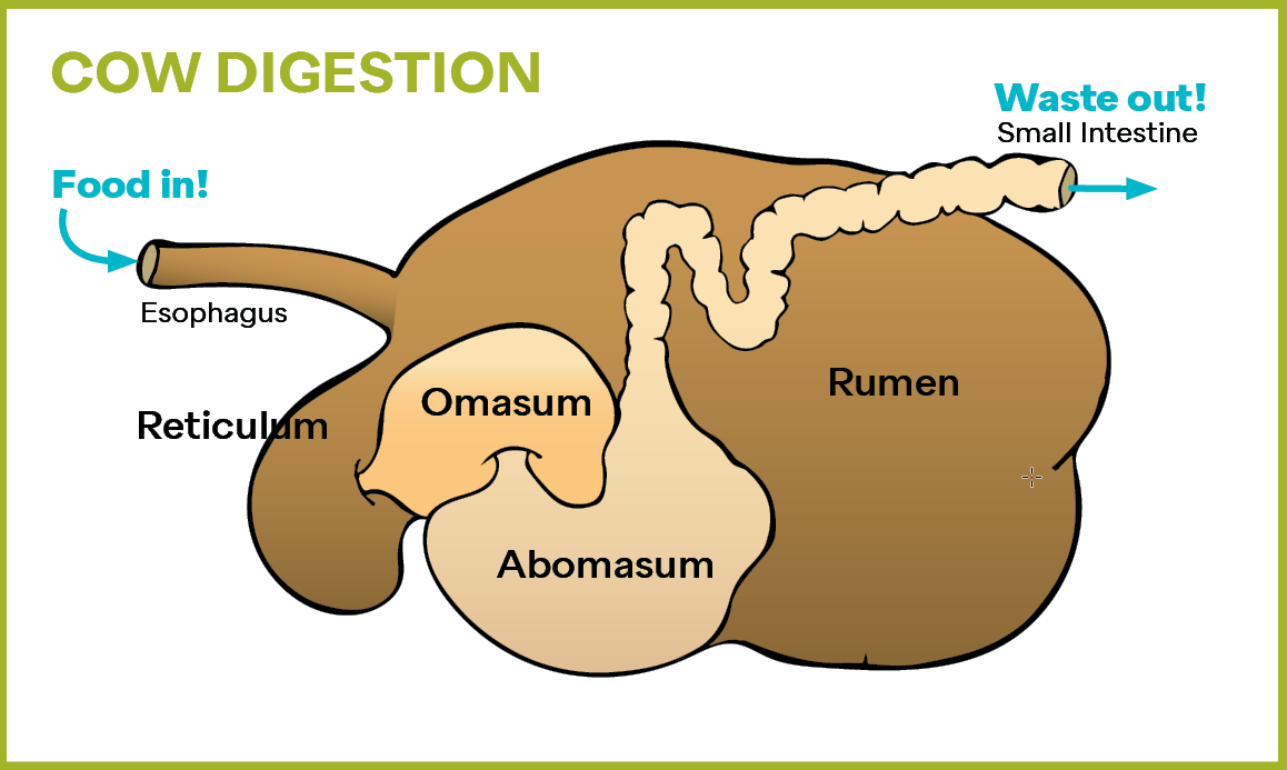 illustration of 4 parts of a cow's stomach