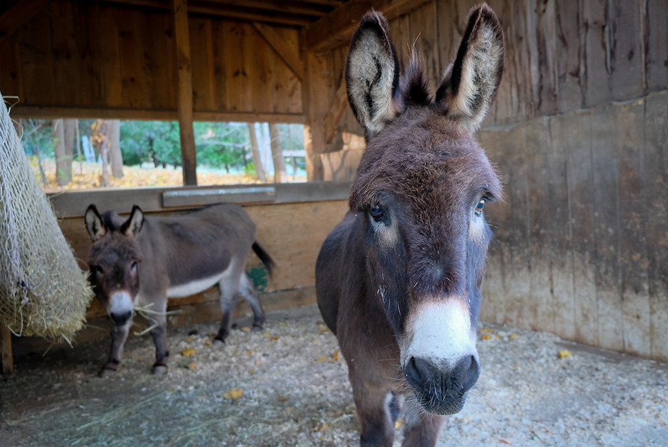 two miniature donkeys inside a shed. The one in the foreground is looking directly at the camera