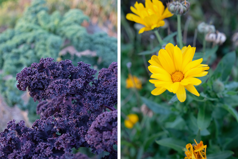 Two photos side by side. The first is a close up of purple and green kale, the second is a closeup of a calendula flower.