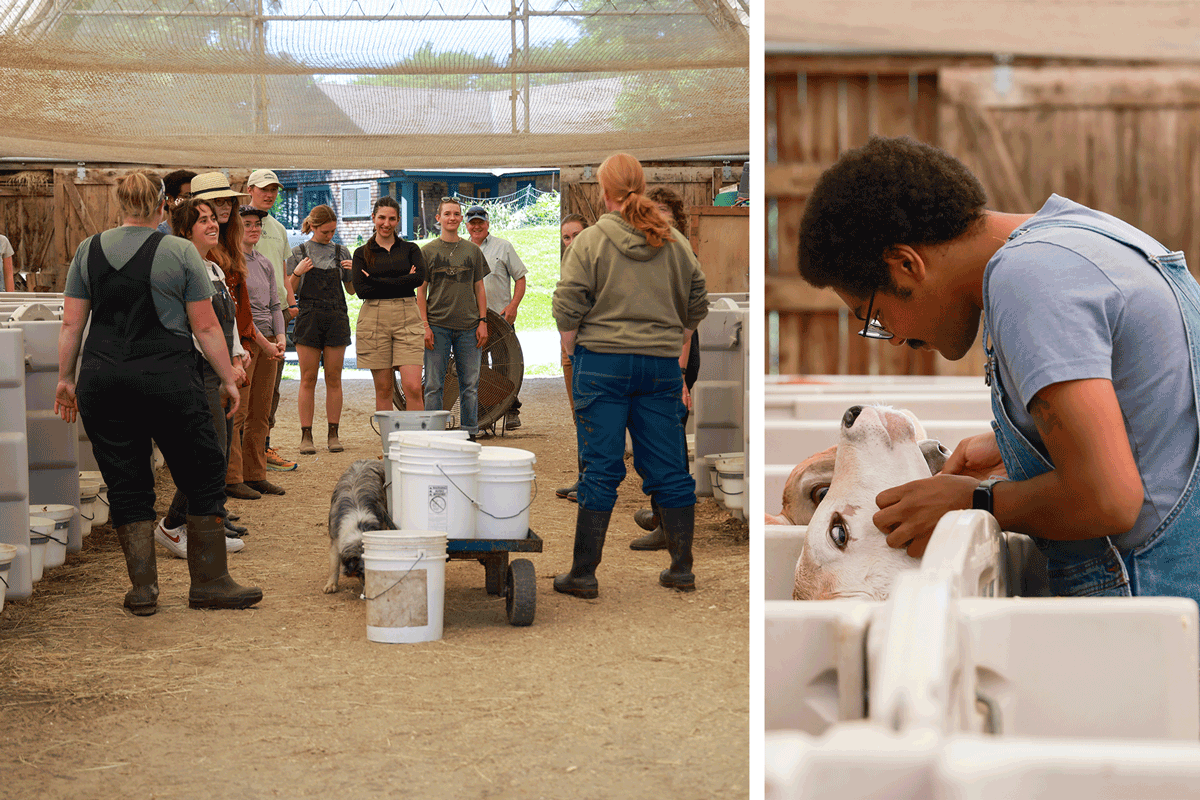 Two photos. Left: Summer camp staff in the calf barn, meeting the dairy staff. Right: a camp staff member leans close to a calve, face-to-face.