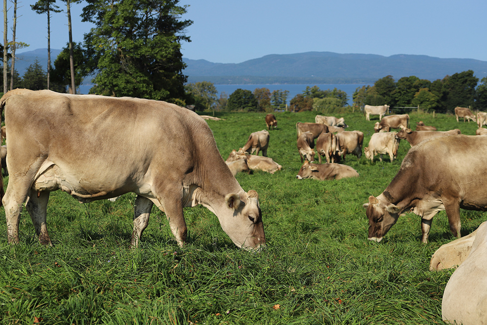 lots of cows in a field grazing with a big cow in front. Lake and mountains in distance