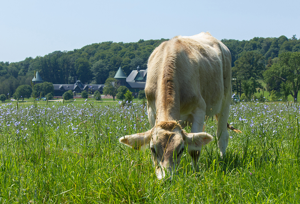 young cow grazing in field with lots of blue chicory. Farm Barn in distance