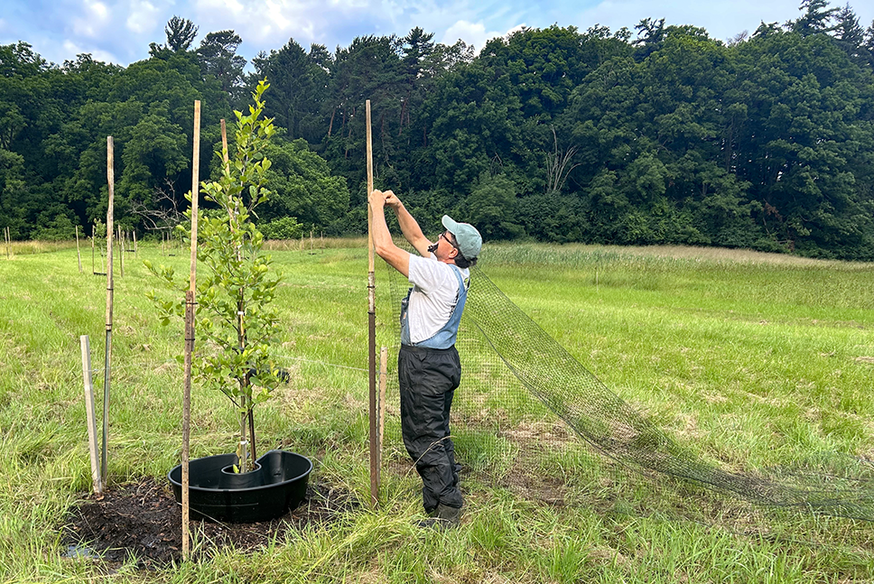 Man in overalls puts deer netting around sapling in pasture