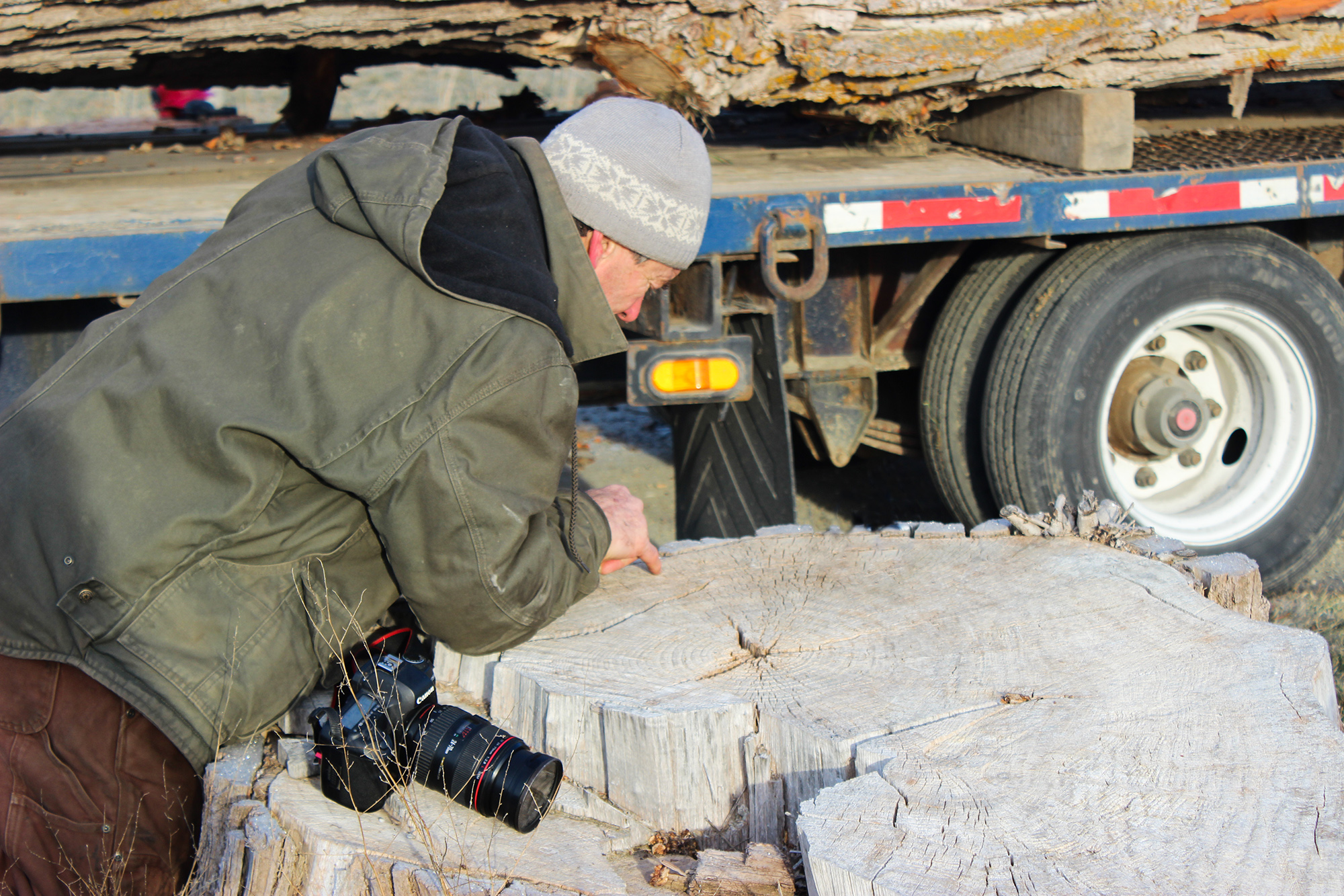 Man in winter coat and hat kneeling over the stump of a huge cut tree, counting its rings.