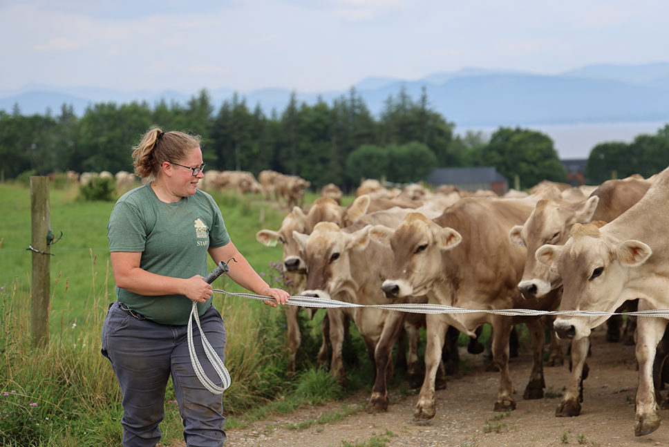 Herdswoman opening gate with Brown Swiss cows waiting behind it