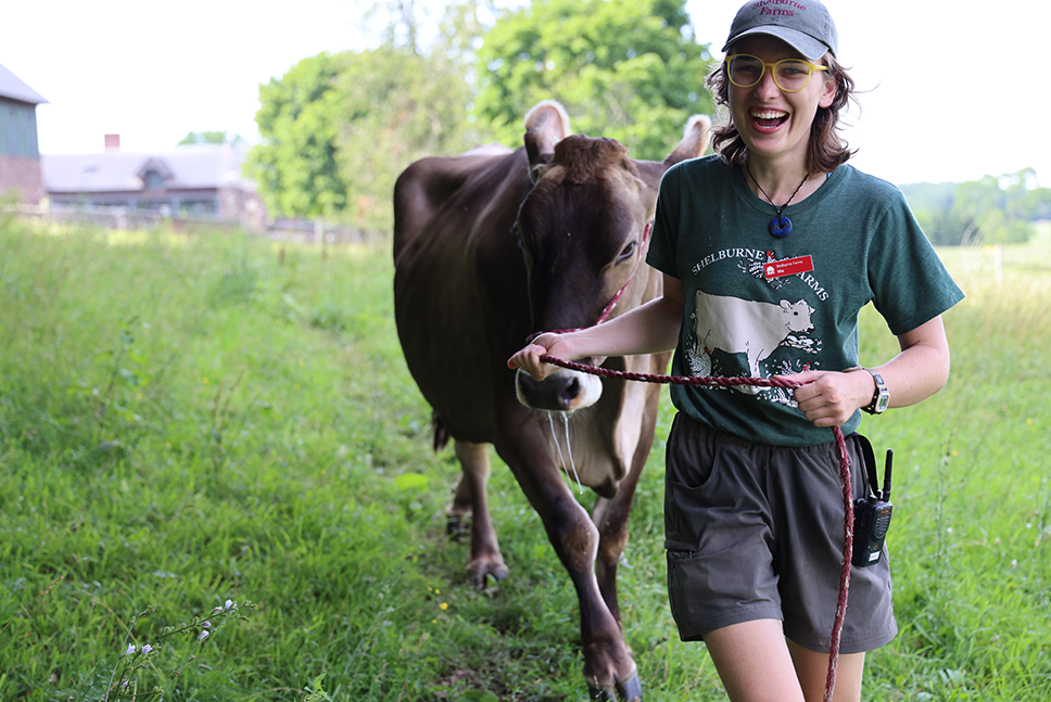 woman leads cow to pasture