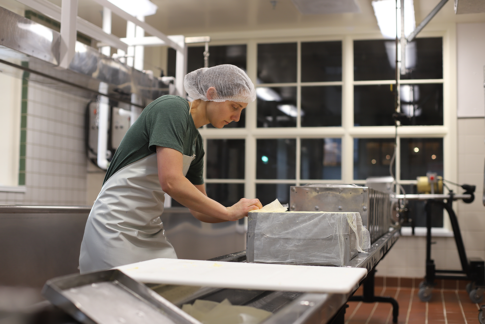 cheesemaker removing big block of cheddar from hoop