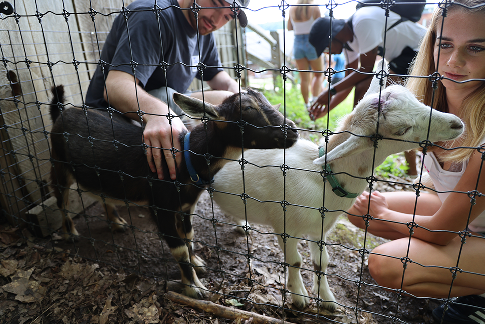 young man and woman stare at two baby goats