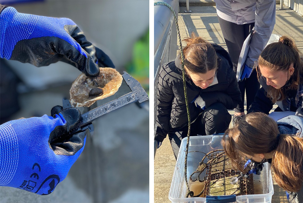 A closeup of gloved hands inspecting an oyster; three students examine an oyster trap on a dock