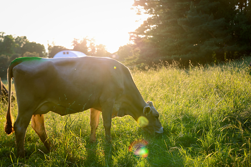 One grazing cow in a field with glowing sunset behind her.