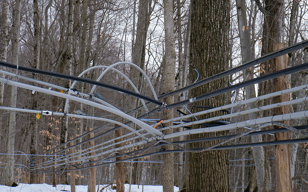 lots of gray and black sap collection tubing converging in the woods