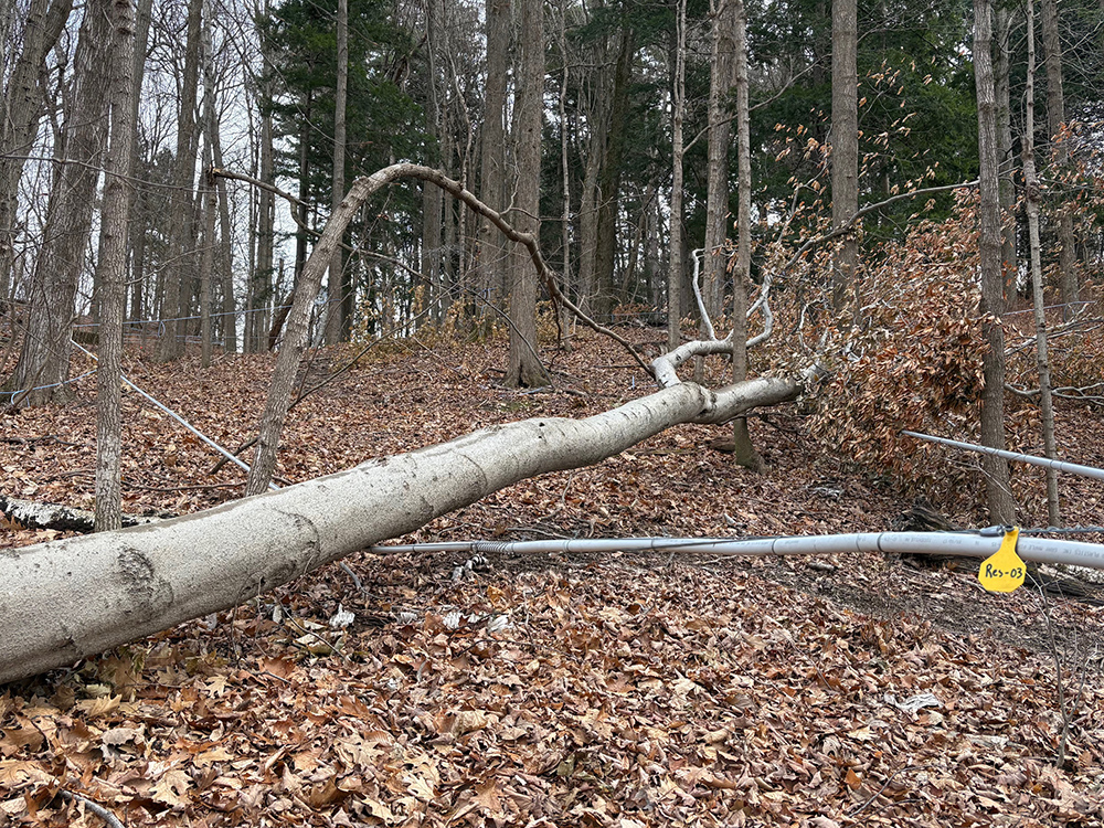 a tree with smooth gray bark lies fallen over a stretch of sugaring tubing in the woods, bringing it to the ground.