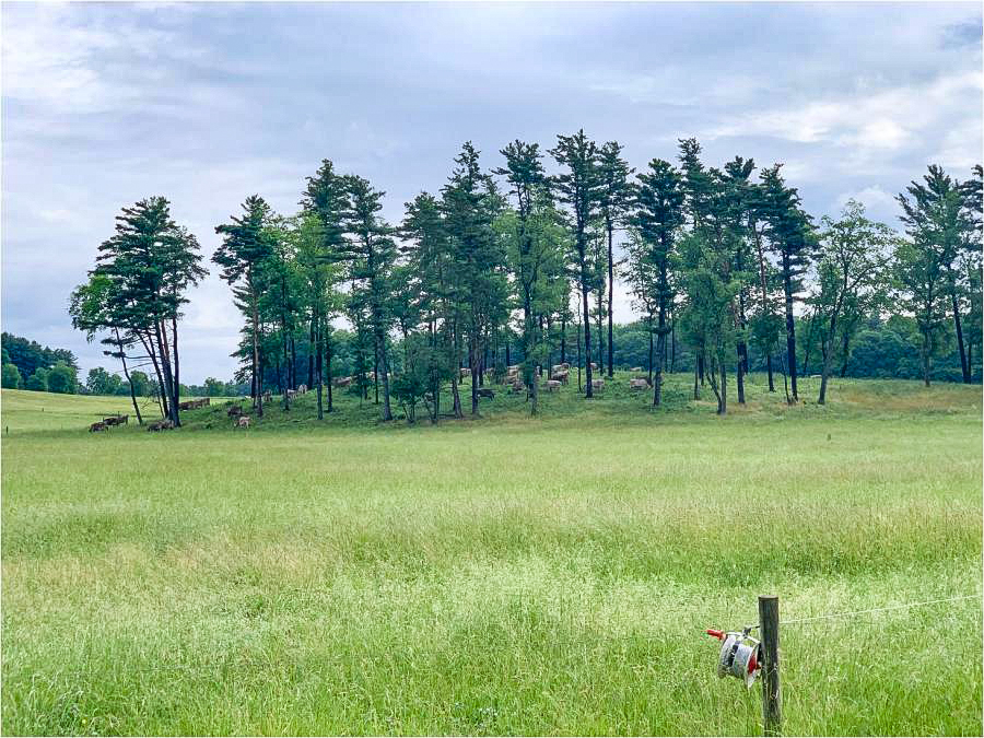 pasture grasses in foreground with cows grazing among tall trees in background