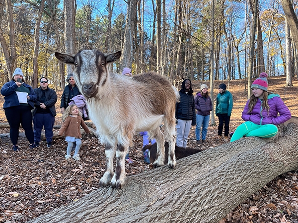 small goat standing on a fallen log in the fall woods with people behind him