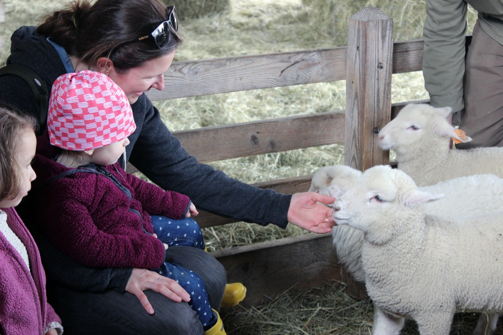 family playing with lambs