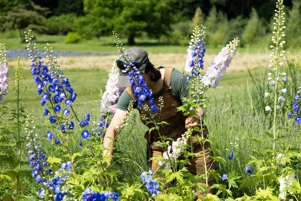 flowers in the Market Garden