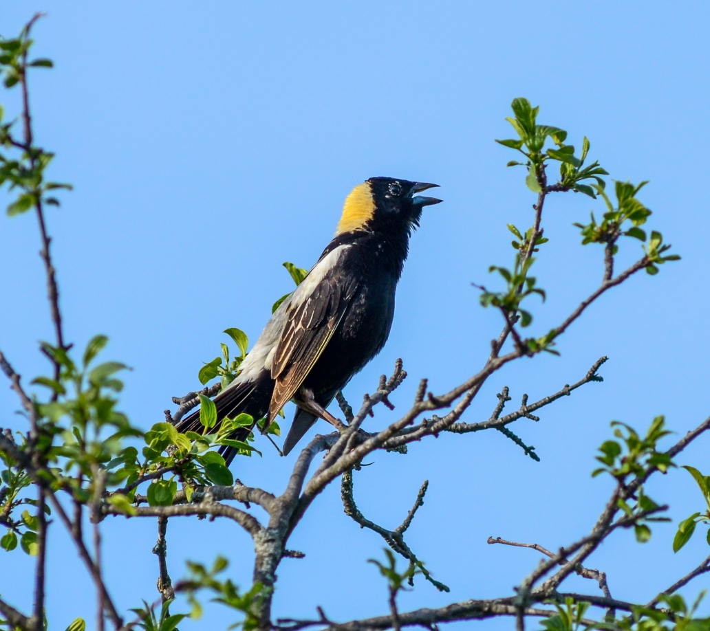 A boblink perches in a tree