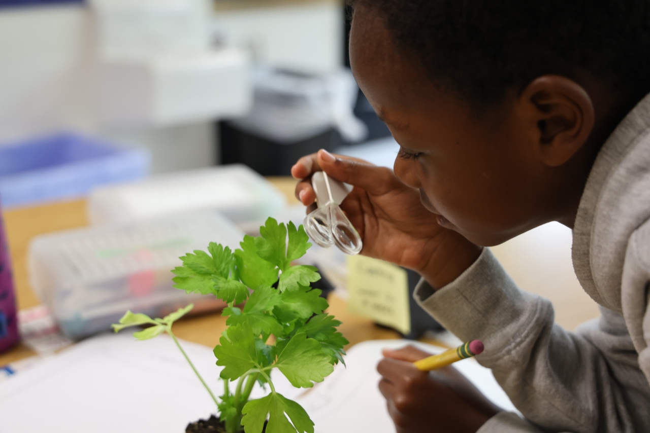 A young child inspects a small parsley plant with a magnifying glass on a classroom desk.