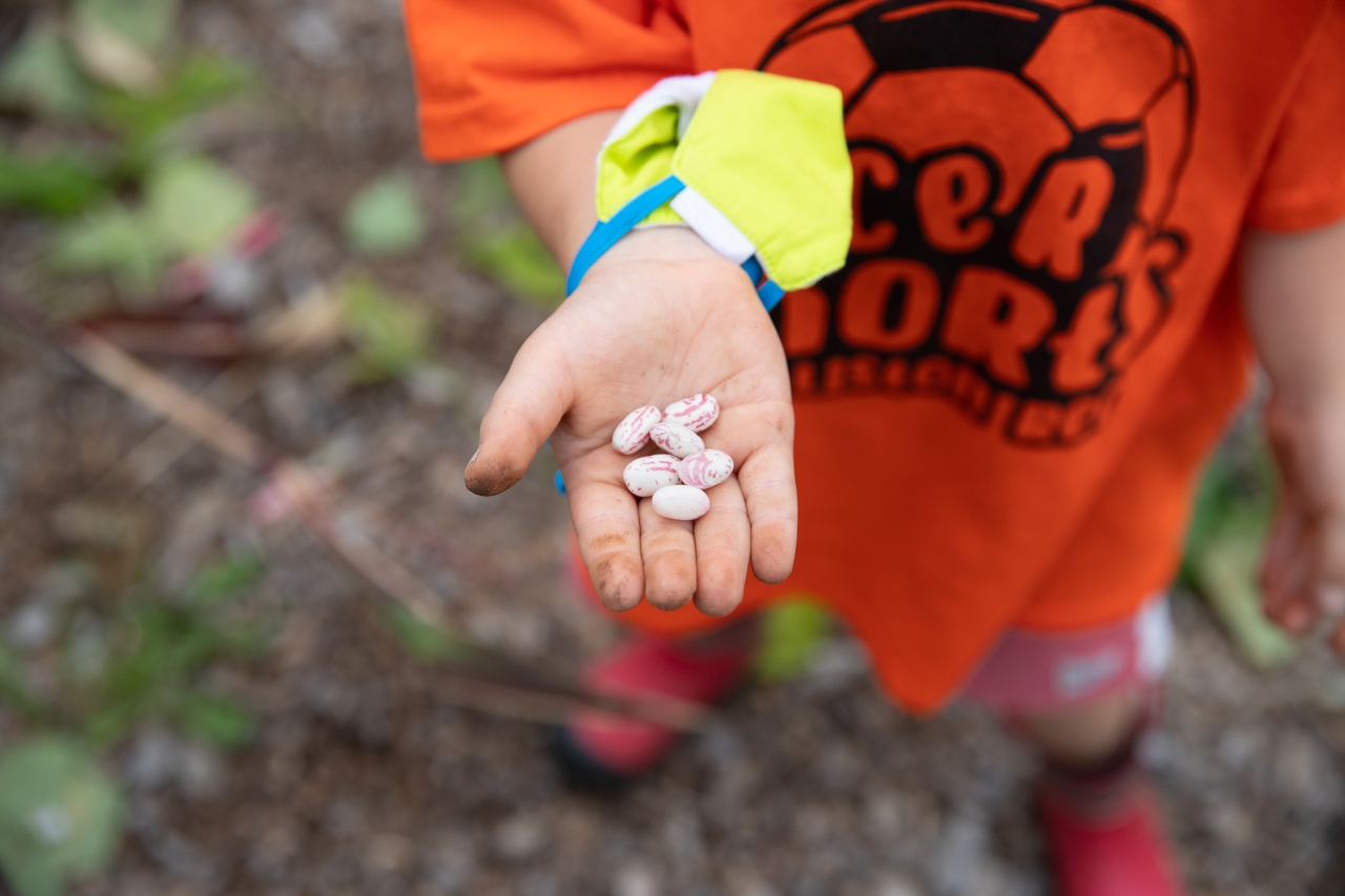 A child holds several colorful bean seeds in an open hand.