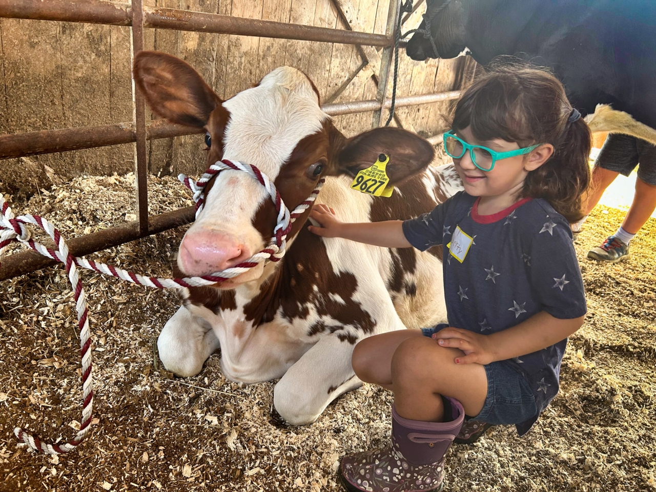 A child in glasses pets a young brown and white cow inside a barn.