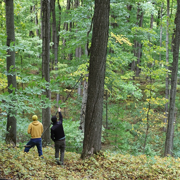 two people in the distance pointing up into the green woods they're in