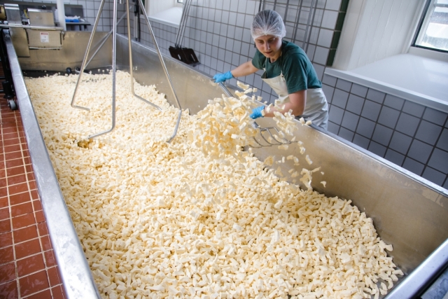 woman with pitchfork tosses curds of cheese in a large metal vat 