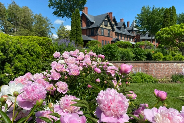 pink peonies in the  foreground with brick inn in the background in bright blue sky