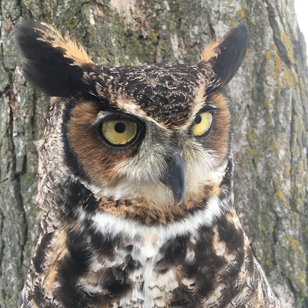 close up of owl head with tufts that look like ears
