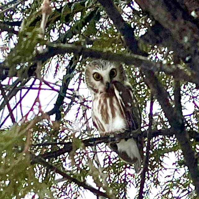 owl with white around their eyes looking down through tree limbs
