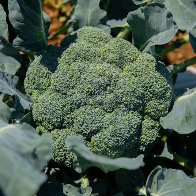 a close up of a head of broccoli growing in a field