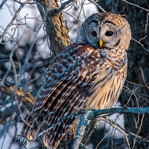 A large barred owl sits in a bare tree in winter