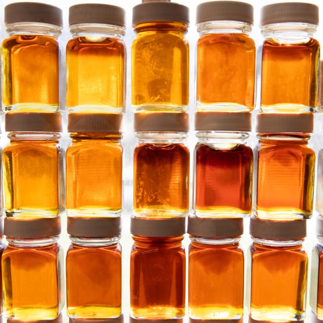 Rows of glass jars filled with various shades of maple syrup, from light amber to deep golden brown.