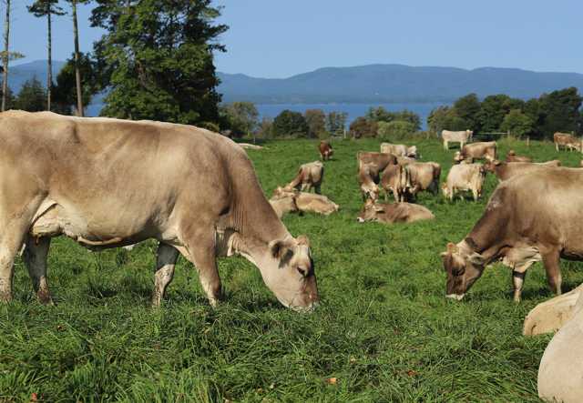 grazing cows in pasture with lake and mountains in the background