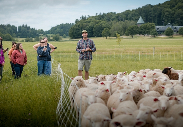 A dozen people stand in a grassy field, admiring a flock of sheep, at Shelburne Farms