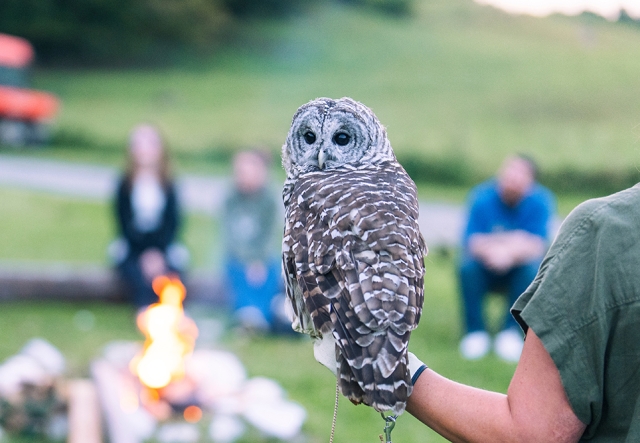 owl on person's gloved hand with its body facing away from the camera and its head swiveled back towards it.