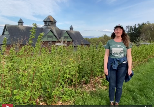 Woman standing next to row of berry bushes