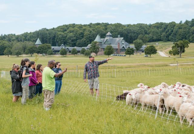 people in a field with sheep. Farm Barn in the background