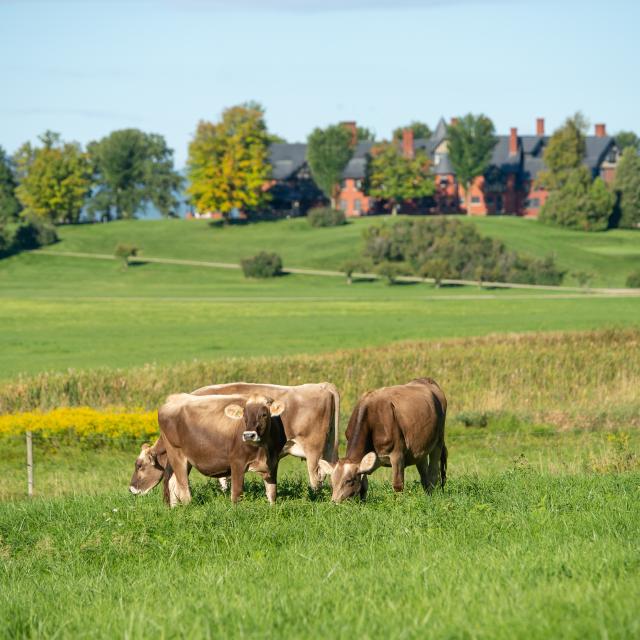 Cows grazing